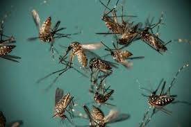 Mosquitoes close Fresno State test positive for West Nile Virus