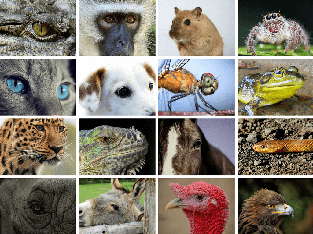 Views of Animals Eyes through