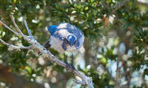 Loud conditions can have detrimental  impact on plants, study finds