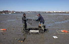 Reused oyster shell project targets sea fermentation along Maine coast