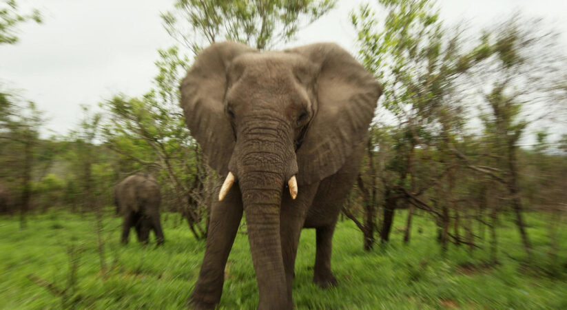 Elephants stomp on presumed poacher to death in South African  national  park