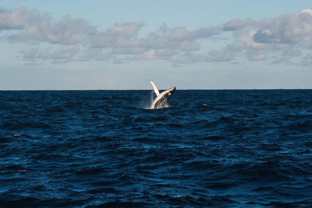 Blue whales getting back to Spain’s Atlantic coast following a 40-year absence